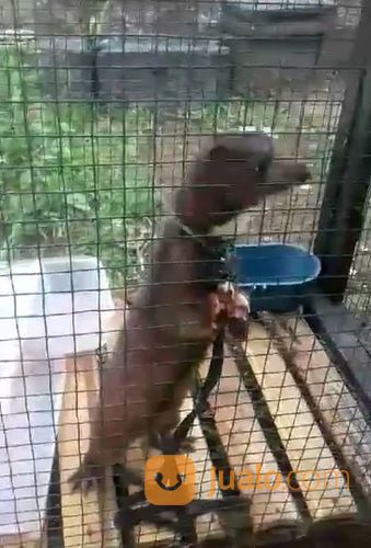 Cerpela / Amercan Mink