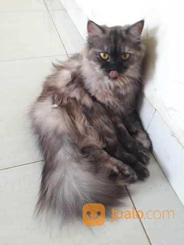 Kucing Persia Lucu Dan Manja