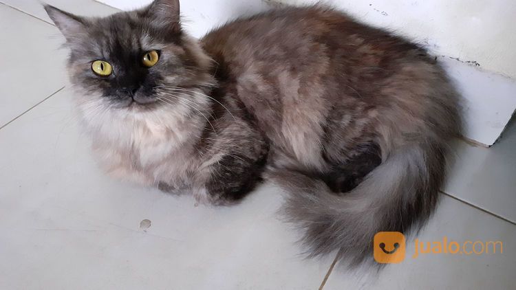 Kucing Persia Lucu Dan Manja