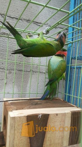 burung betet sepasang