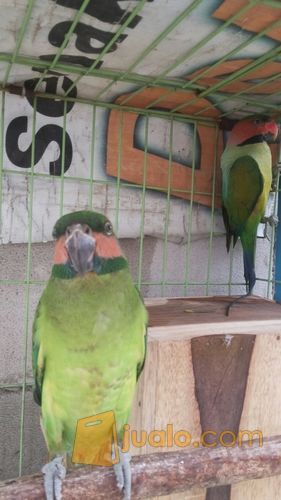 burung betet sepasang