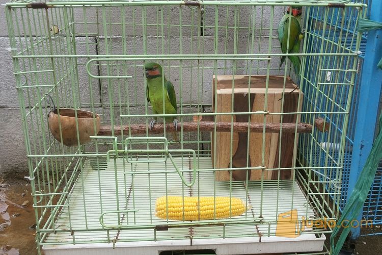 burung betet sepasang