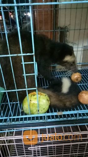 Musang Bulan Dewasa