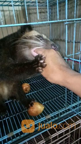 Musang Bulan Dewasa