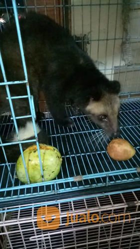 Musang Bulan Dewasa