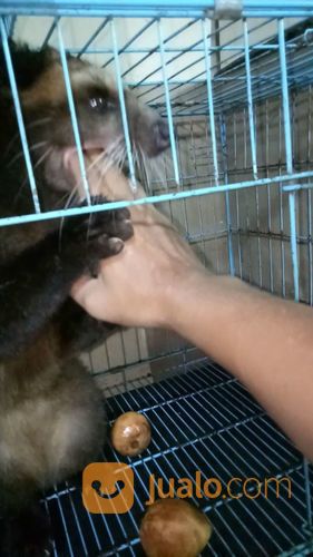 Musang Bulan Dewasa