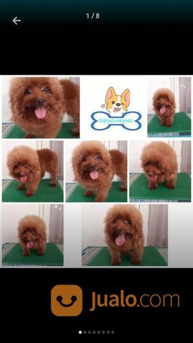 Terima Pacak Anjing Red Toy Poodle Import