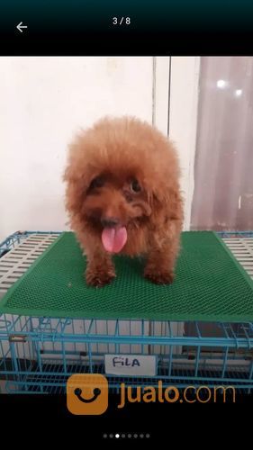 Terima Pacak Anjing Red Toy Poodle Import