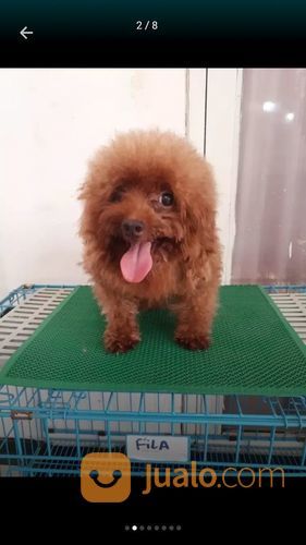 Terima Pacak Anjing Red Toy Poodle Import