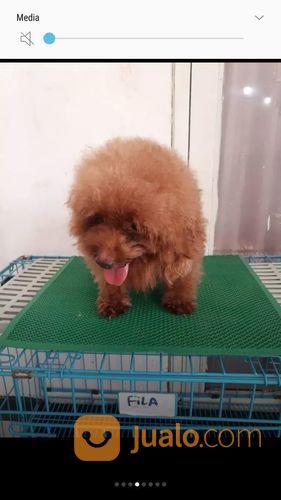 Terima Pacak Anjing Red Toy Poodle Import