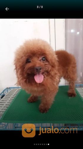 Terima Pacak Anjing Red Toy Poodle Import