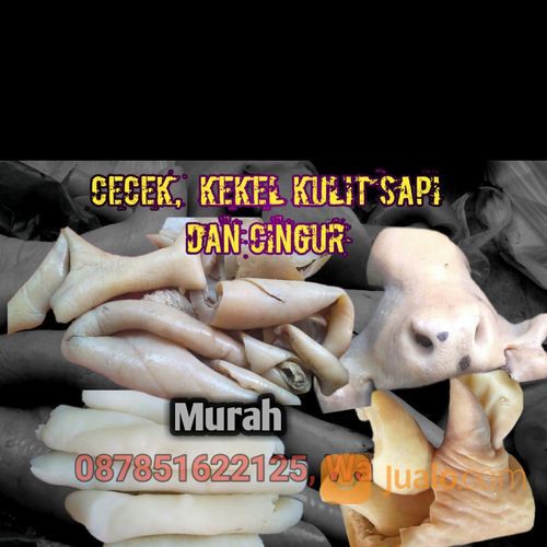 CINGUR SAPI, CECEK KEKEL MURAH
