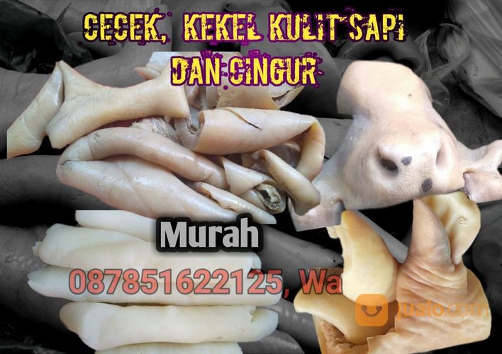 CINGUR SAPI, CECEK KEKEL MURAH