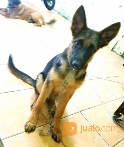 Anjing Herder German Shepperd Jantan 4 Bln