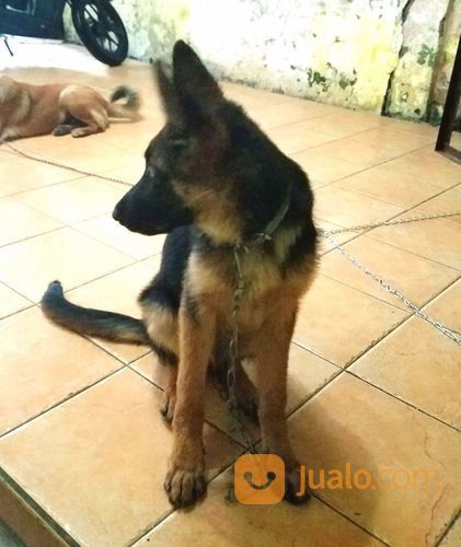 Anjing Herder German Shepperd Jantan 4 Bln