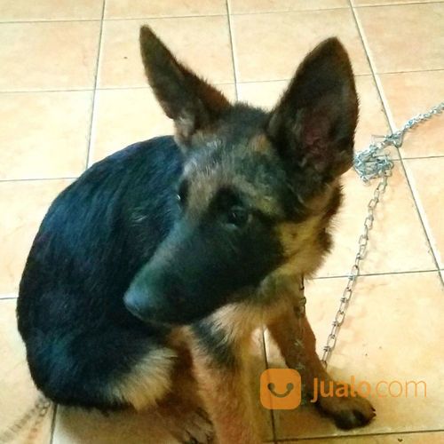 Anjing Herder German Shepperd Jantan 4 Bln