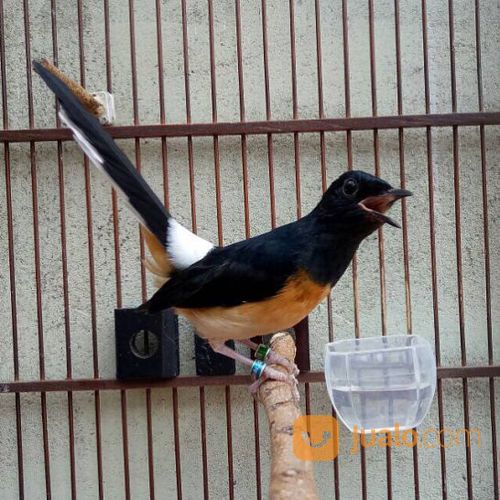 Murai Batu Medan Trotolan Super Gacor