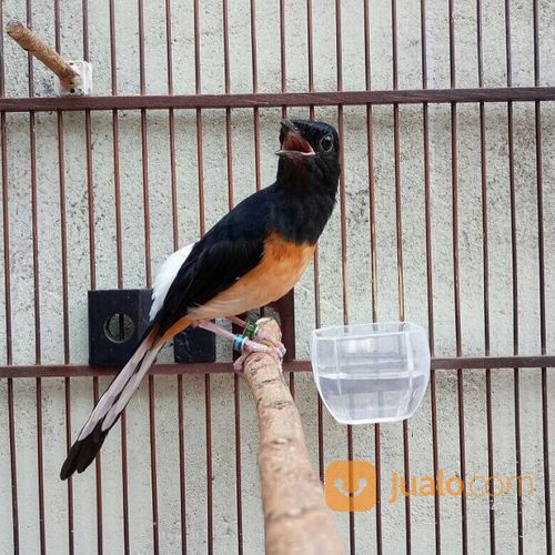 Murai Batu Medan Trotolan Super Gacor