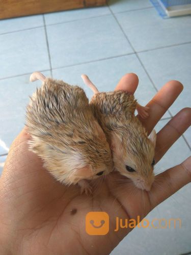 Hamster Gerbil Fat Tail