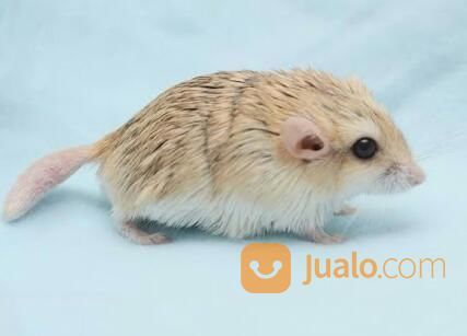 Hamster Gerbil Fat Tail