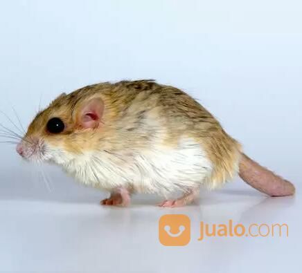Hamster Gerbil Fat Tail