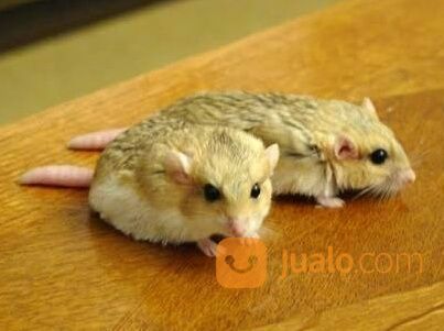 Hamster Gerbil Fat Tail