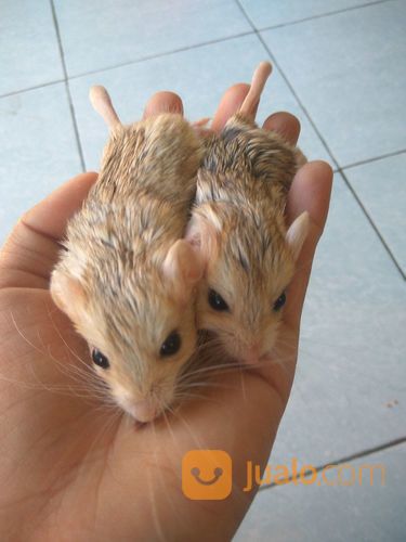 Hamster Gerbil Fat Tail