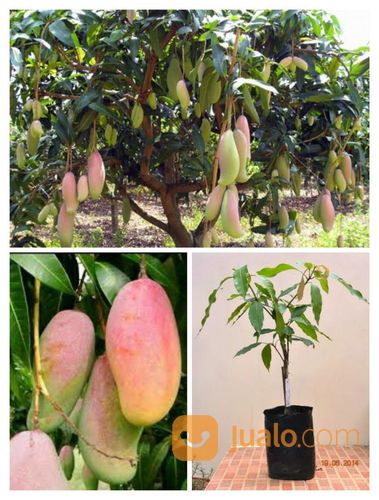 BIBIT POHON MANGGA PELANGI UNGGUL JENIS SUPER PEMBINITAN TANAMAN BUAH OKULASI CANGKOK TERBAIK