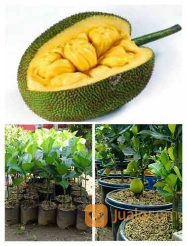 BIBIT POHON NANGKA MINI UNGGUL JENIS SUPER HASIL PEMBIBITAN TANAMAN BUAH TERBAIK