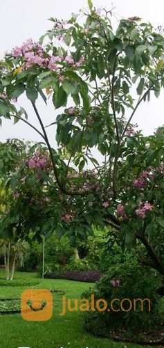 Pohon Bungur 081292137731