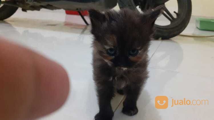 Lepas Adopsi Kucing Persia Baru Berusia 1 Bulan