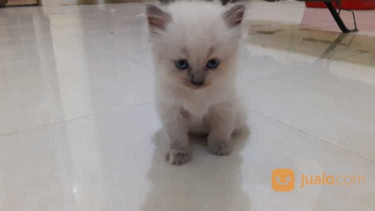 Lepas Adopsi Kucing Persia Baru Berusia 1 Bulan