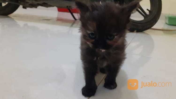 Lepas Adopsi Kucing Persia Baru Berusia 1 Bulan