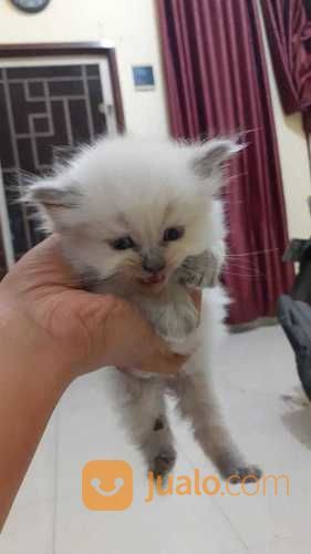 Lepas Adopsi Kucing Persia Baru Berusia 1 Bulan