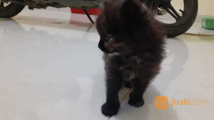 Lepas Adopsi Kucing Persia Baru Berusia 1 Bulan
