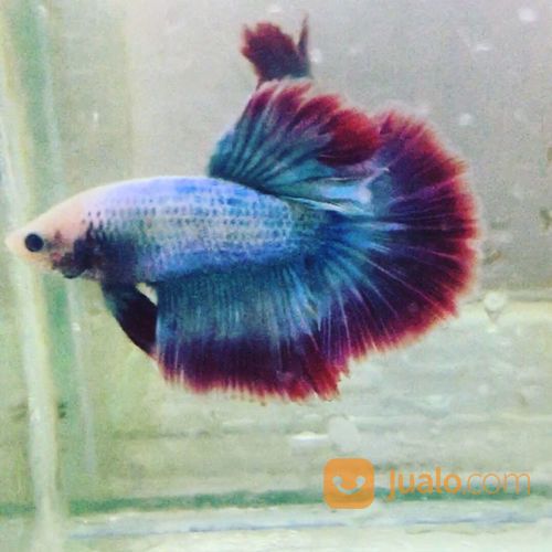 Ikan Cupang Slayer Hm Rosetail