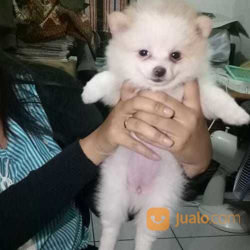 Anjing Mini Pom Lucu