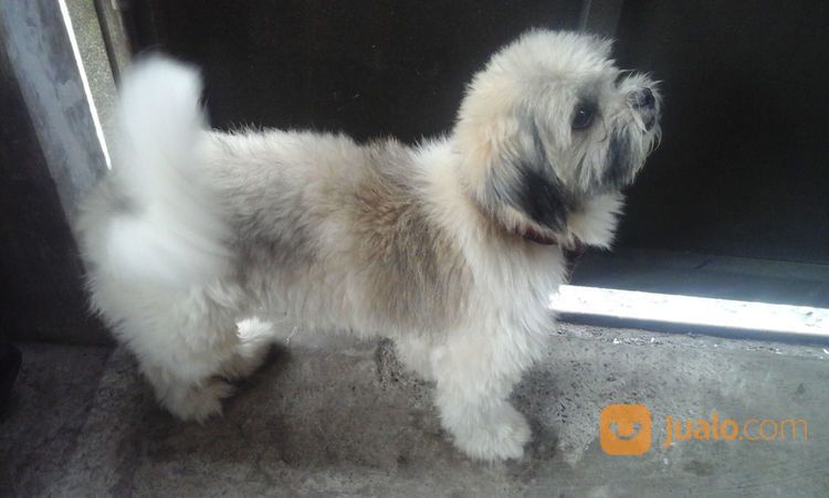 Grooming Anjing Panggilan