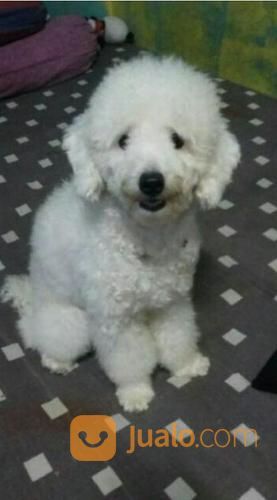 Grooming Anjing Panggilan