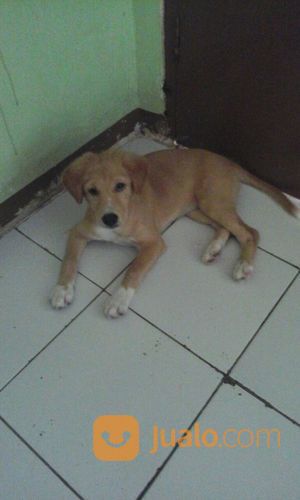 Grooming Anjing Panggilan