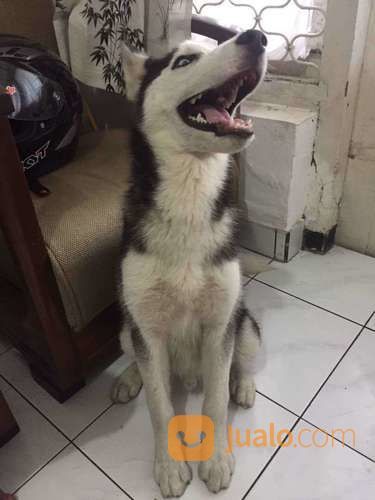 Grooming Anjing Panggilan