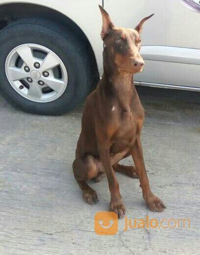 Grooming Anjing Panggilan