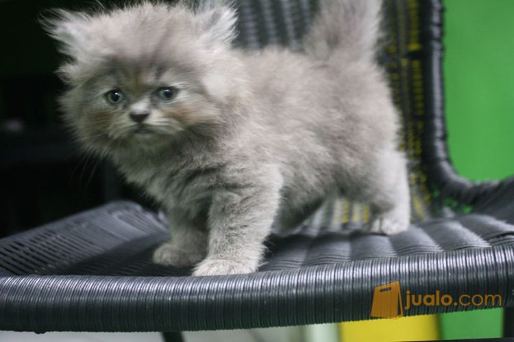 Kucing Persia Warna Blue Solid ...Gendut dan Lucu