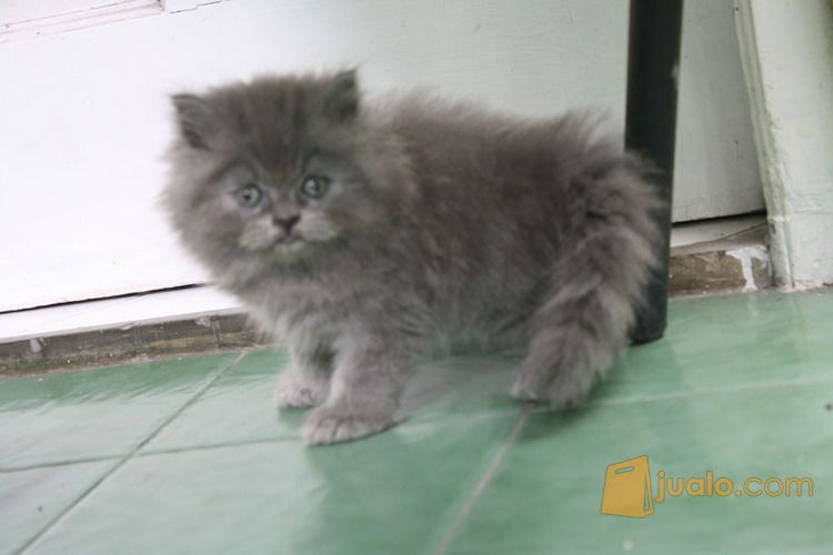 Kucing Persia Warna Blue Solid ...Gendut dan Lucu