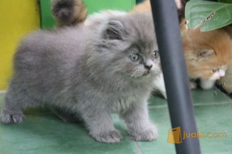 Kucing Persia Warna Blue Solid ...Gendut dan Lucu