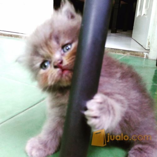 Kucing Persia Warna Blue Solid ...Gendut dan Lucu
