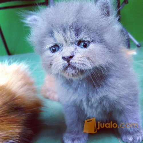 Kucing Persia Warna Blue Solid ...Gendut dan Lucu