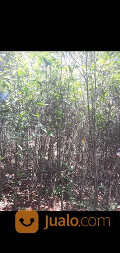 Pohon Tanjung 081292127731 Murmer