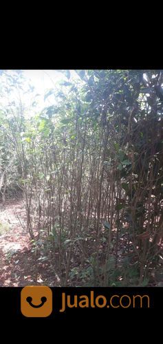 Pohon Tanjung 081292127731 Murmer