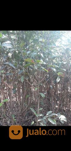 Pohon Tanjung 081292127731 Murmer